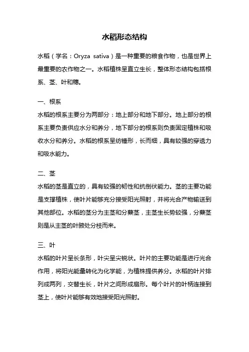 水稻形态结构