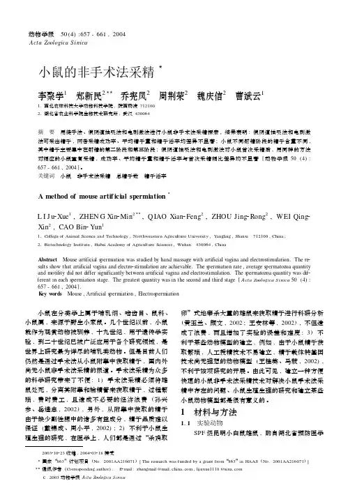 小鼠的非手术法采精
