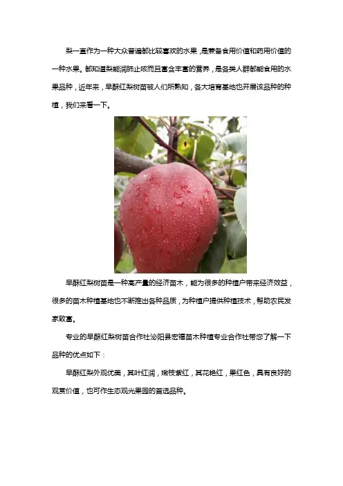 早酥红梨树苗培育基地