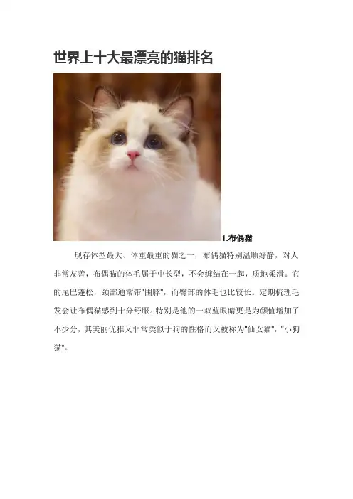世界上十大最漂亮的猫排名