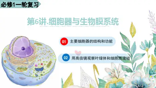 第06讲 主要细胞器的结构和功能和实验-2024年高考生物一轮复习课件