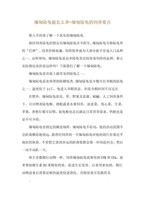 缅甸陆龟能怎么养-缅甸陆龟的饲养要点