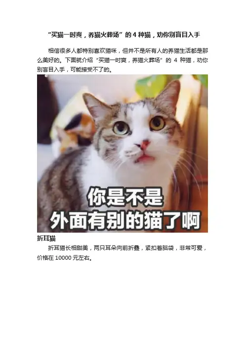 “买猫一时爽，养猫火葬场”的4种猫，劝你别盲目入手