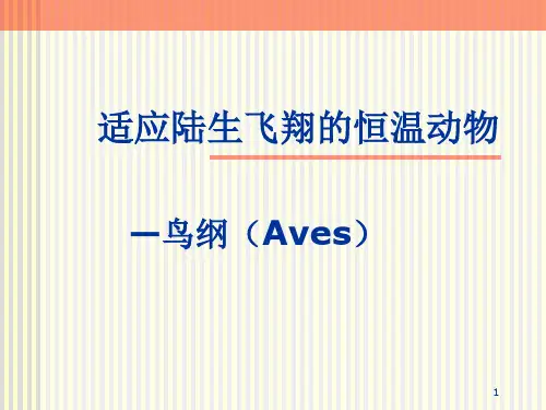 脊索动物六鸟纲PPT课件