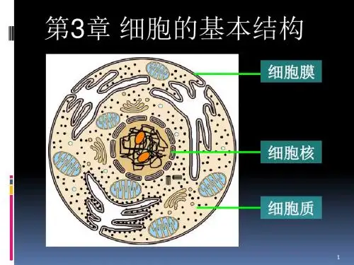 人教版高中生物必修一第三章3.2细胞器共47张幻灯片