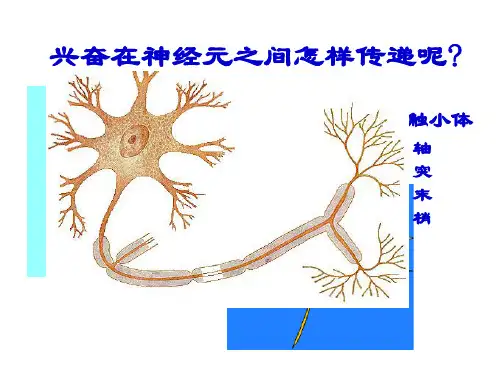 兴奋在细胞间的传递(图文并茂)