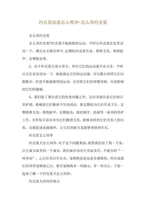 约克夏幼崽怎么喂养-怎么养约克夏
