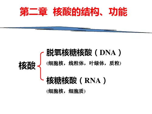 《生物化学》核酸化学