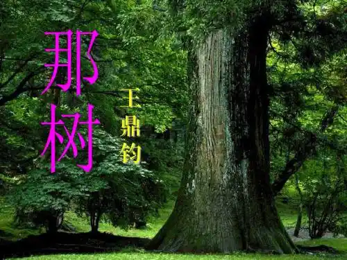 《那树》PPT精选教学课件4