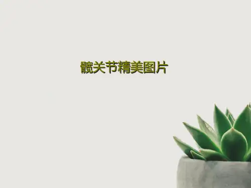 髋关节精美图片53页PPT