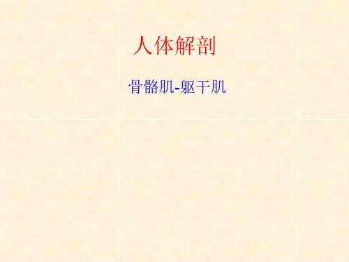人体解剖-骨骼肌-躯干肌(优选课件)