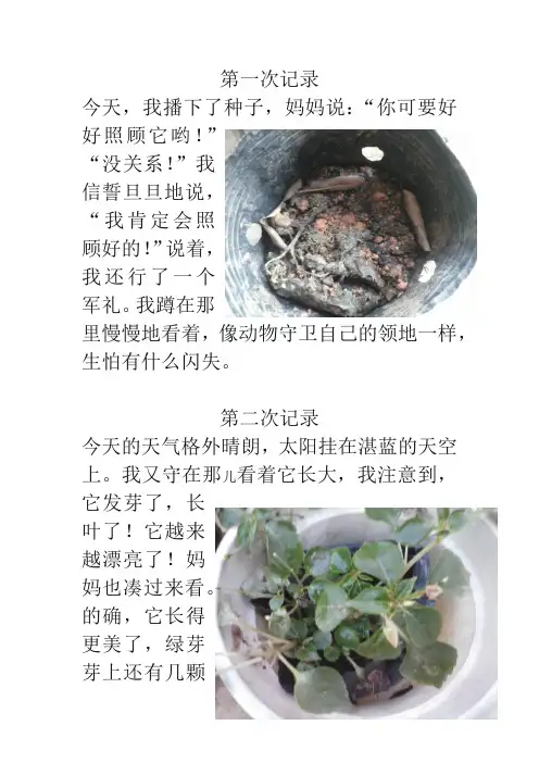 植物的生长过程(配图)