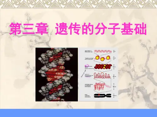   遗传的分子基础