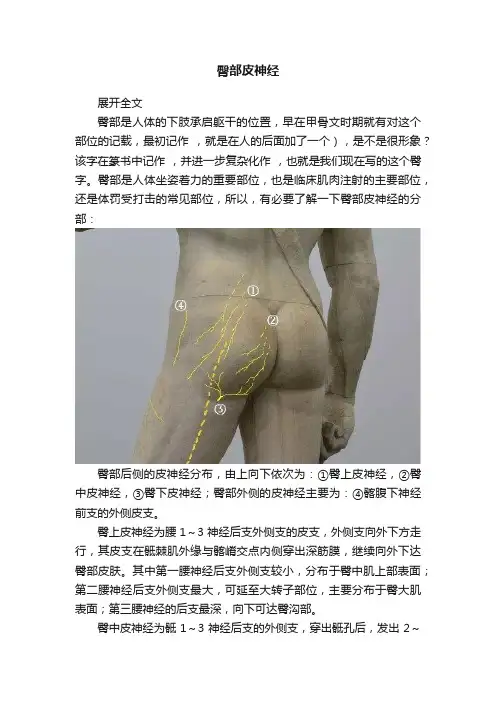 臀部皮神经
