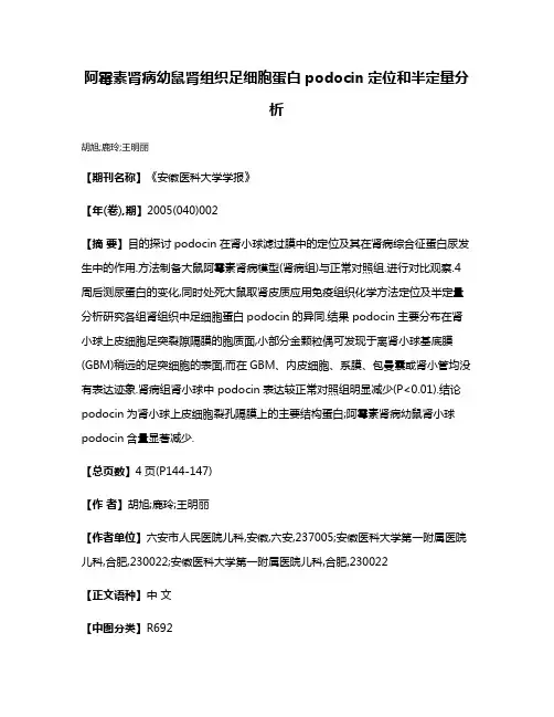阿霉素肾病幼鼠肾组织足细胞蛋白podocin定位和半定量分析