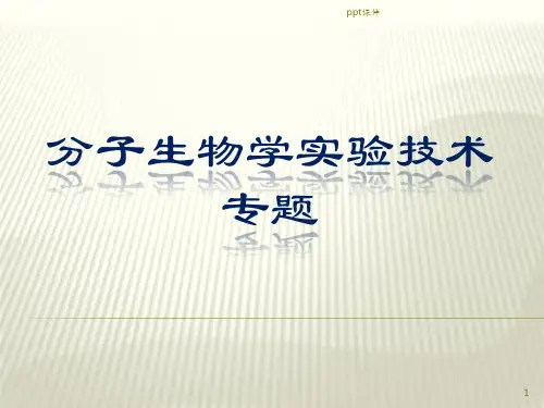 琼脂糖凝胶电泳  ppt课件