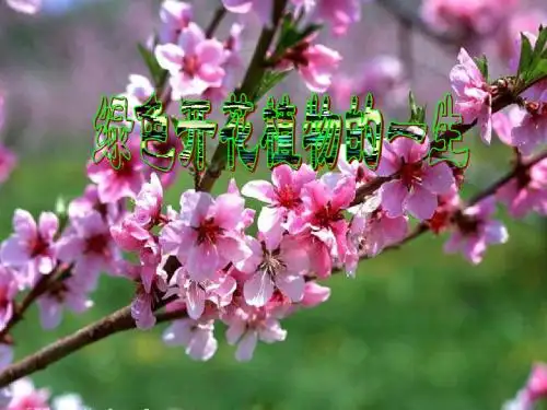 生物：4.1《绿色植物的一生》复习课件(济南版八年级上)