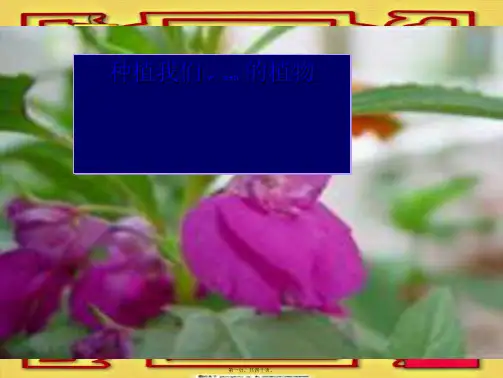 三年级科学下册 植物的生长变化 2 种植我们的植物课件5