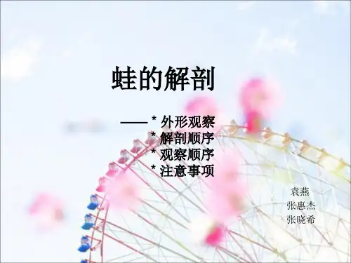蛙的解剖