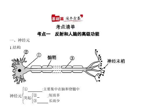 2021年山东高考生物复习课件：专题16 人体的神经调节