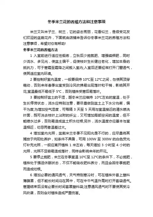 冬季米兰花的养殖方法和注意事项