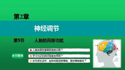 【课件】人脑的高级功能(人教版2019选择性必修1)
