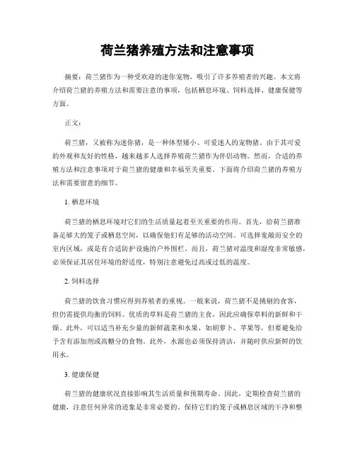 荷兰猪养殖方法和注意事项