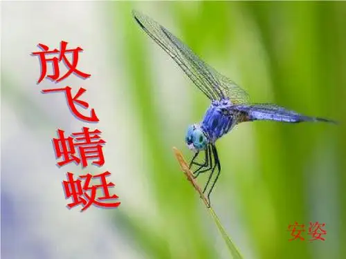 放飞蜻蜓ppt