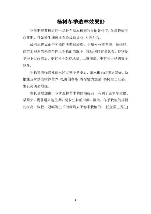 杨树冬季造林效果好