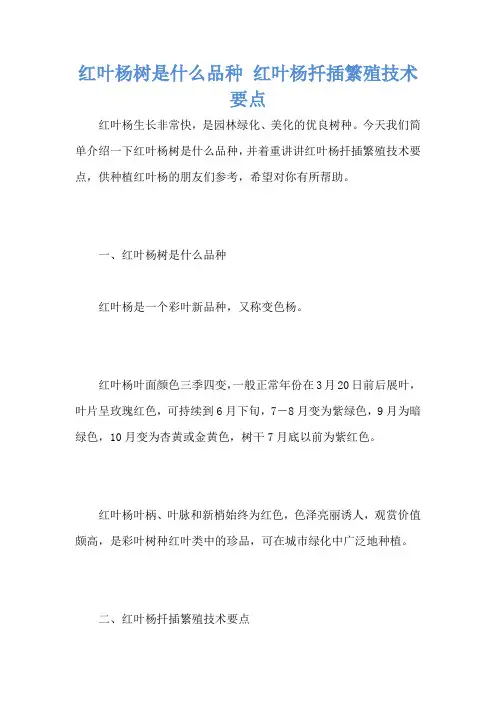 红叶杨树是什么品种 红叶杨扦插繁殖技术要点