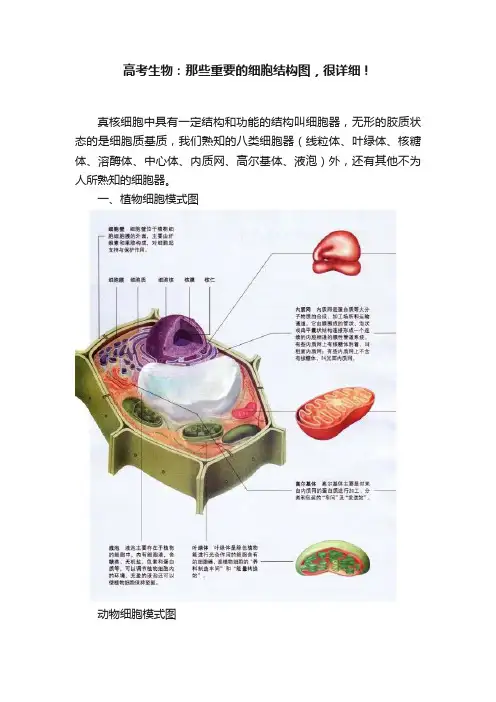 高考生物：那些重要的细胞结构图，很详细！