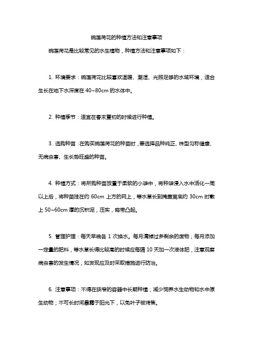 碗莲荷花的种植方法和注意事项
