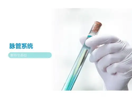 解剖学-第七章脉管系统 第三节 静脉