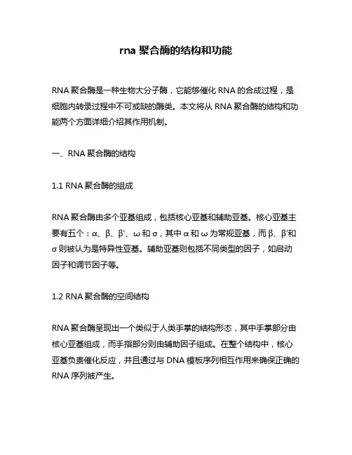 rna聚合酶的结构和功能