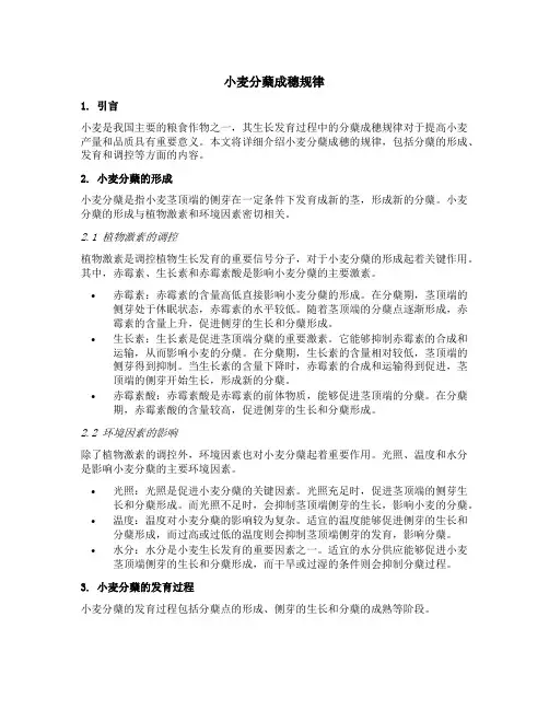 小麦分蘖成穗规律