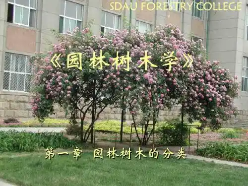 1-1 园林树木的分类