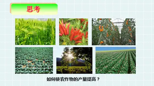 《课题1 化肥和农药》PPT课件(湖北省县级优课)