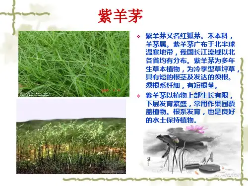 紫羊茅