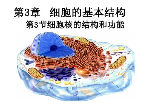 细胞核的结构和功能ppt课件
