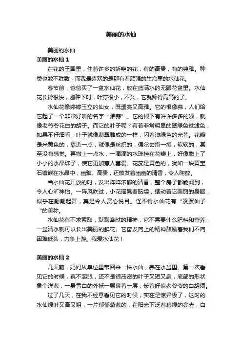 美丽的水仙
