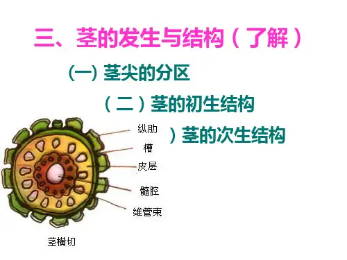 茎的次生生长和次生结构