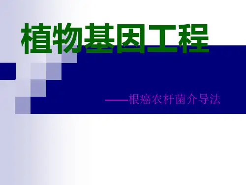 根癌农杆菌介导法