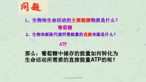 高中生物细胞呼吸完整课件