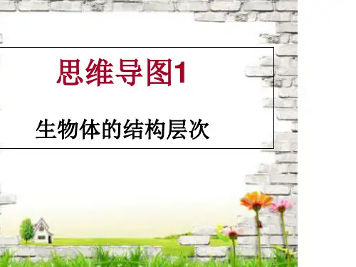 生物体结构层次思维导图