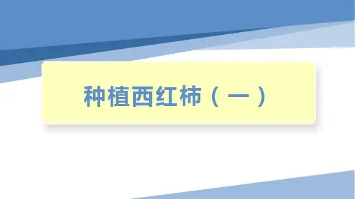 种植西红柿(一)小学劳技加综合实践PPT课件