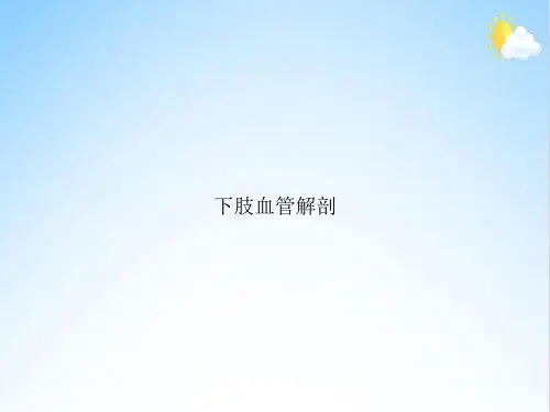 下肢血管解剖