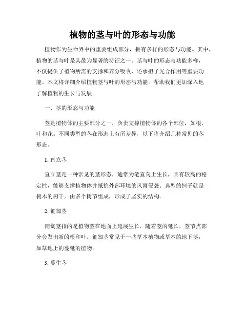 植物的茎与叶的形态与功能