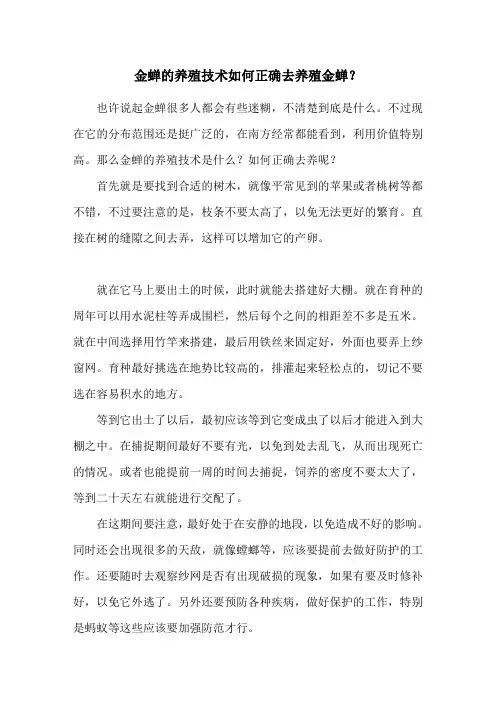 金蝉的养殖技术 如何正确去养殖金蝉？