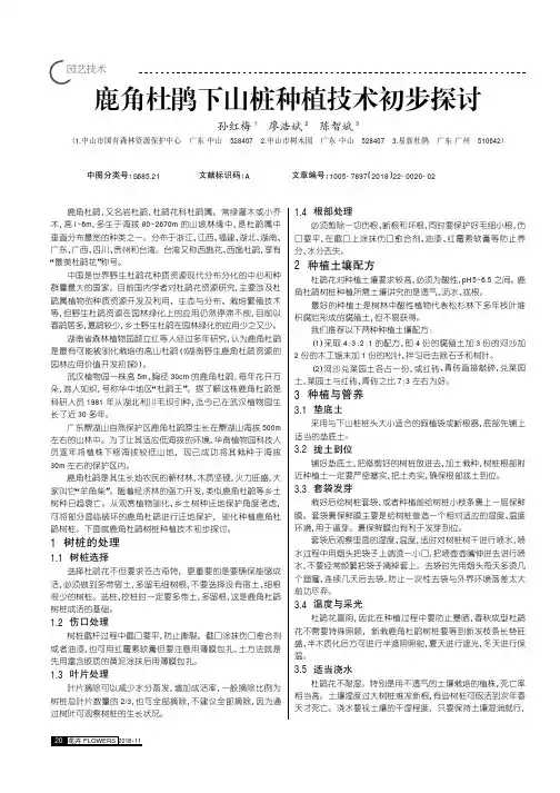 鹿角杜鹃下山桩种植技术初步探讨