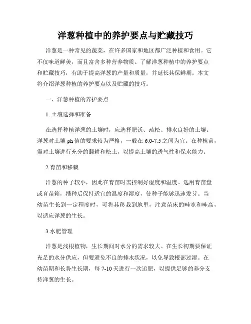 洋葱种植中的养护要点与贮藏技巧